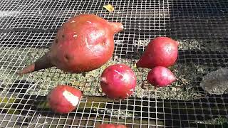 The Volunteer Asian Sweet Potatoes | Plants Progress | Front yard Beds Progress | Wednesday 11-22-23