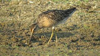 Short-billed Dowitcher