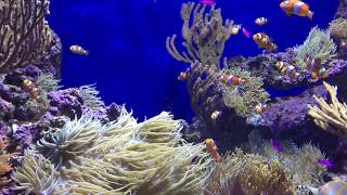 Watching fishes at Singapore Sentosa Sea Aquarium