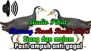 Suara pikat burung ruak ruak yang paling ampuh,pikat burung truwok atau wak wak sawah durasi panjang