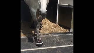 Travel Well with Cavallo Hoof Boots (and Have Fun Doing it!)