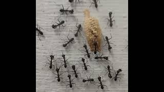 Freshly hatched nymphs of a mantis (Odontomantis pulchra) #bug #mantis