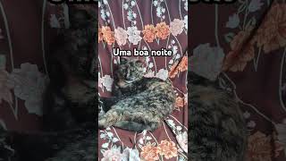 #mostre #viralvideo #gatos #gatosfofos #pets#amordegato #brasil #memes #shortsbrasil @whindersson