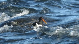 Oystercatcher bravely hunting limpets on Rathlin Island