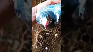 Humar pigeon #shorts #viralvideos #birds #nafeespigeon