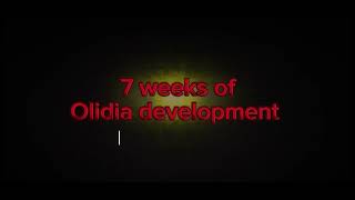 Click on this video if you want to be a developer of olidia