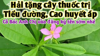 Loại cây trị Cao huyết áp, tiểu đường, đau nhức xương khớp rất hay. PHAN HẢI Vlog.