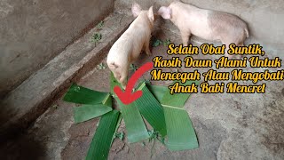 Anak Babi Mencret?? Selain Obat Suntik,Kasih Daun Alami Untuk Mencegah Atau Mengobati