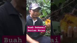 PANEN BUAH PEKAWAI DURIAN HUTAN