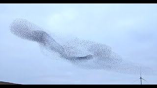 Starling Murmuration at the Welsh Borders