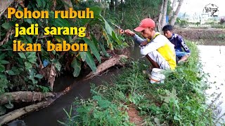 Pohon rubuh jadi sarang ikan babon |¦ para babon terselamatkan mas bro #microfishing #mancingselokan