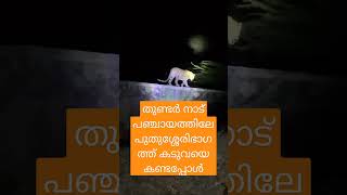 തുണ്ടർ നാട് പഞ്ചായത്തിലേ പുതുശ്ശേരിഭാഗത്ത് കടുവയെ കണ്ടപ്പോൾ @thaninadanmalayalivlogs7069