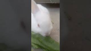 خرخوش اور طوطے ایک ساتھ🐰🐰❤️❤️❤️