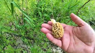 Last Morel Mushroom trip of 2022.