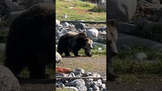 Big Momma Bear #grizzlybears #grizzlies #bears #yellowstone #mommabear