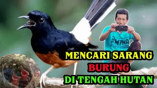 Mencari Sarang Burung Murai Di Tengah Hutan