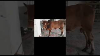 #shorts #youtubeshorts  #shortsvideo #cowvideo #cow #goru #viralvideo