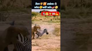 Who🦁will win🦓 | lion vs zebra | lion attack the zebra | @Wildshikaari007 | #shorts