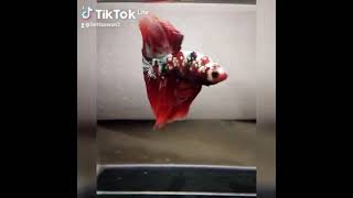 Tik Tok Ikan Cupang Termewah 2021 #viral #trending #terkini #beritaterkini #ikan