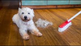 Dog HAIR is A Problem for carpet cleaners