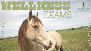 What to know about Equine Wellness Exams