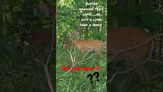 whitetail velvet buck runs thru a tree limb, then a fence!Big June whitetails! #lonebowhunter #sfth