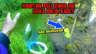 WASPADA..!! MANCING DI SEMAK SEMAK