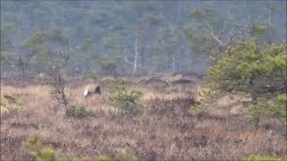 Orre/ Black Grouse (Lyrurus tetrix)