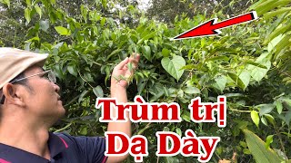 Loại Cây trị Đau Dạ Dày cực tốt. Chè Vằng. Phan Hải Vlog