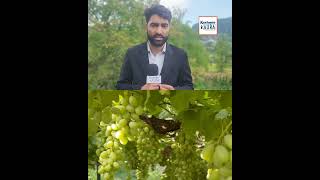 Repora: Grapes village of Kashmir : #Watch Special Story.