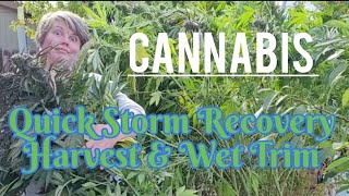 Storm Damage & Trim Bowl Hack! Cannabis episode 9 2022