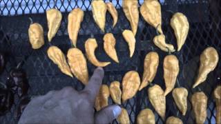 How to grow hot peppers part 11. Plant profile: Fatali and Jamaican hot chocolate