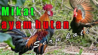 Mikat ayam hutan Lawan kalah mental,langsung kabur