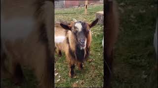 Talking goat #goat #keçi #doğa #doğasever #tabiat #yaşamadair #köy #hayvan #animal #hayvansever