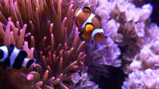 Reef Aquarium Amphiprion