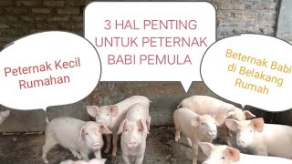 Ingin Beternak Babi di Belakang Rumah? Ini Dia 3 Hal Penting Untuk Peternak Babi Pemula