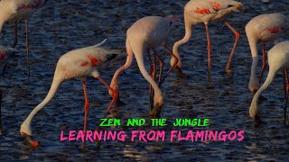 #zen and the #jungle  #learnings from #flamingos #nature #wildlife #explore #travel #wisdom #india