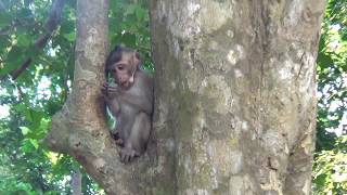 Cambodian tourist Children Give Grilling Banana To Babies monkeys around Angkor wat. Nice Videos