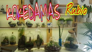 KOKEDAMAS Rubio  '' Plant Store'' Madrid Spain