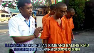 ILLOG MARAK DI HUTAN MARGASATWA RIMBANG BALING RIAU #dirkrimsuspoldariau