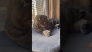 Coco playtime #cocotheking #cocoplaying #catplaytime #cocothecat #scottishcat #scottishfold #shorts