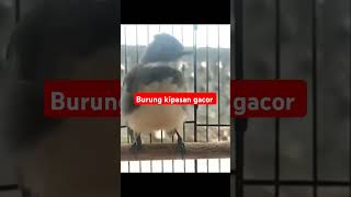 burung kipasan gacor door #shortvideo #kicaumania #dikicaunburung