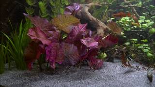 Fluval Plant 3.0 Spectrum on Juwel Trigon 350