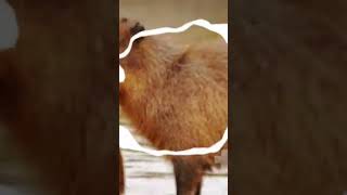 Capybara