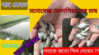 ধান ক্ষেতে মনোসেক্স তেলাপিয়া মাছের চাষ পদ্ধতি | মনোসেক্স তেলাপিয়া মাছের পোনা কোথায় পাওয়া যায়