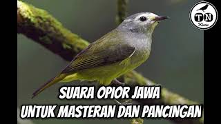 Suara opior jawa untuk masteran dan pancingan #opiorgacor #opiorjawa