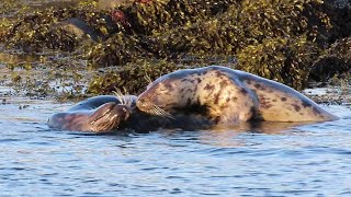 Grey Seals playing close to shore on Rathlin Island