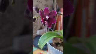 чёрная  жемчужина #орхидея #orchid #orchids