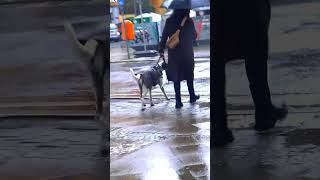 Dog in the rain 🔴 #berlin #pets #regen #rain  #dog #hund #animals #dogwalk #doglover #germany