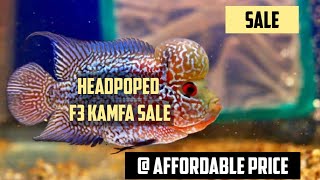 Headpoped F3 kamfa sale | affordable price with premium quality | Aquapets & farm